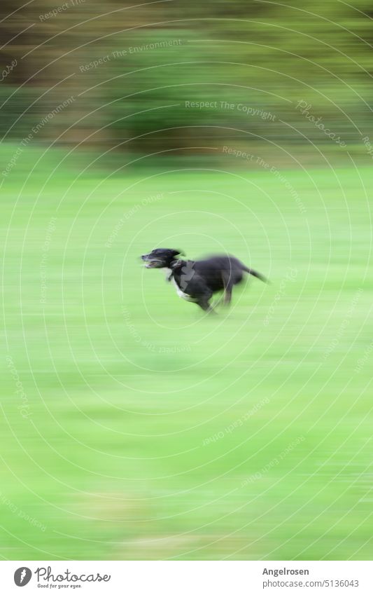 Der schwarze Hund rennt schnell über die Wiese Vollgas Geschwindigkeit laufen Tier Außenaufnahme rennen Haustier Gras grün Freude Aktion Natur Schnelligkeit