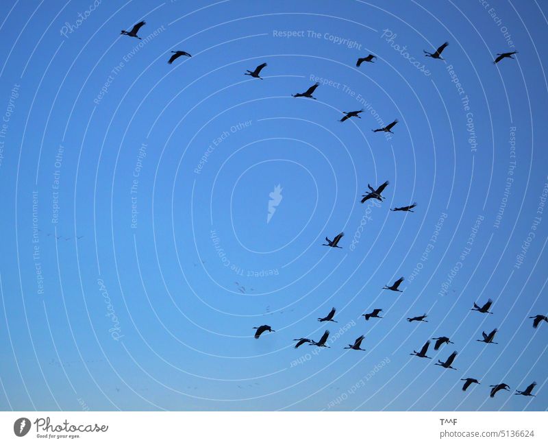 "Flugverkehr" - Kranichschar zieht am Abend zurück zu den Schlafplätzen Kraniche Kraniche ziehen vogel Vogelzug Vögel Zugvogel Schreitvogel Wildvogel Wildvögel