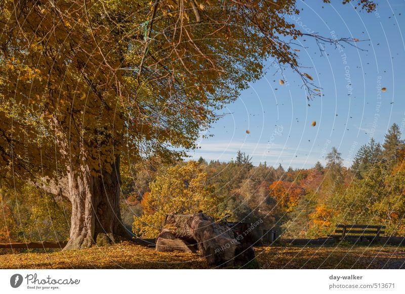 Bärensee 2013 | Stürmischer Herbst Natur Landschaft Pflanze Himmel Wolken Schönes Wetter Wind Baum Gras Sträucher Park blau braun gelb gold orange Blatt