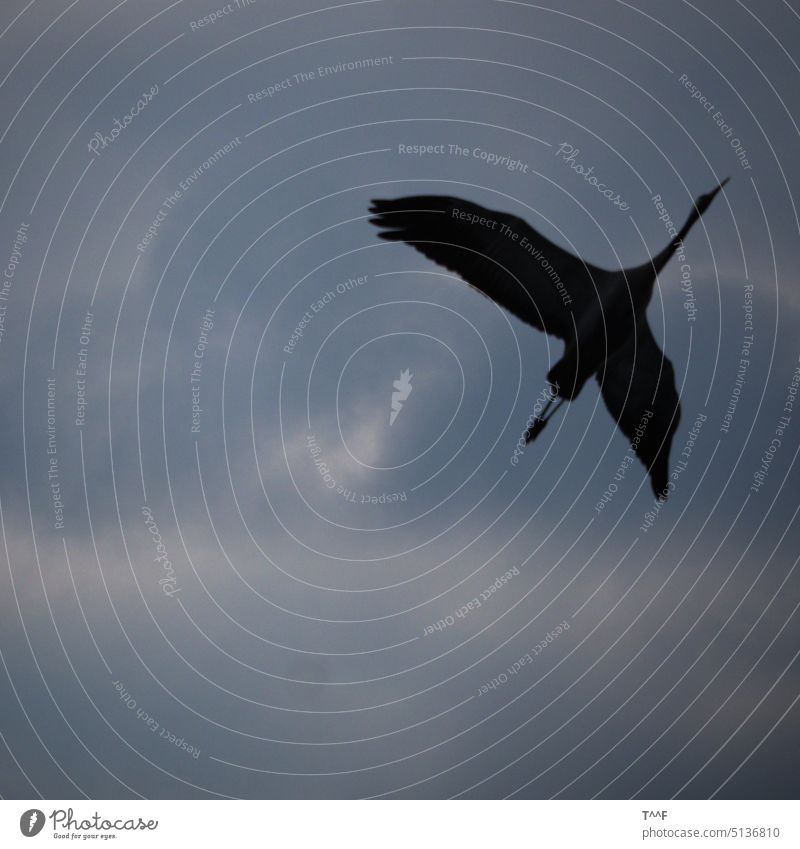 Überflieger - Kranich überfliegt den Fotografen Kraniche Kraniche ziehen Vogel Vögel Kranich von unten Kranich im Überflug Zugvogel Schreitvogel Zugvögel
