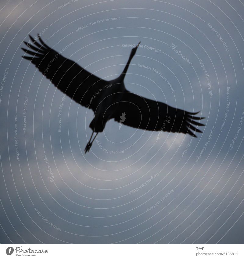Überflieger - Kranich überfliegt den Fotografen Kraniche Kraniche ziehen Vogel Vögel Kranich von unten Kranich im Überflug Zugvogel Schreitvogel Zugvögel