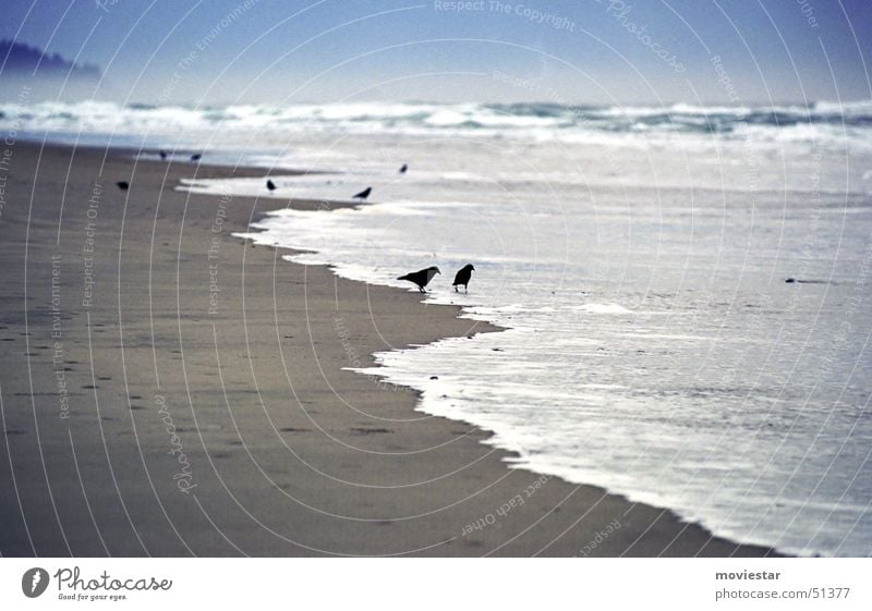 blackbirds Strand Rabenvögel Vogel Meer Nebel Oregon Cannon Beach Wasser Sand