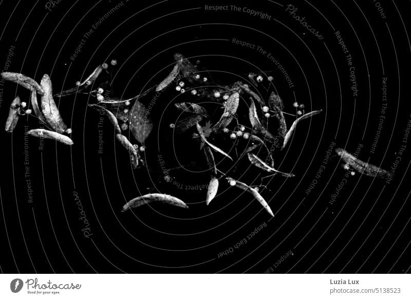 Laub und Beeren treiben im Wasser Herbst herbstlich Laubwerk Blätter Zweige tief Vergänglichkeit Schwarzweißfoto schwarz Jahreszeiten Natur Stille Kontrast