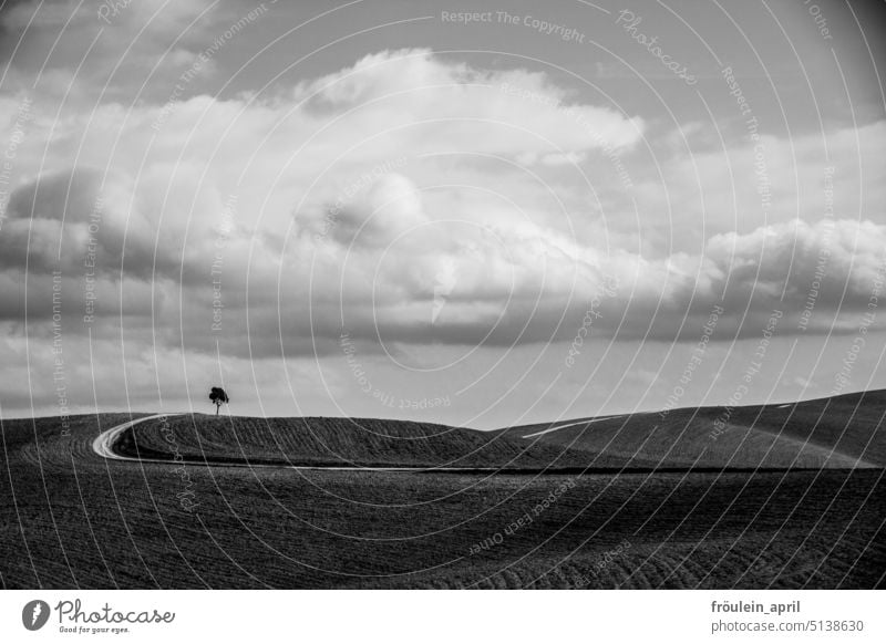 Final | ly ... hügelig geht es weiter, irgendwohin | Toskana Hügel Landschaft Natur Italien ländlich Europa Ackerbau Feld reisen Baum Straße Wege & Pfade gehen