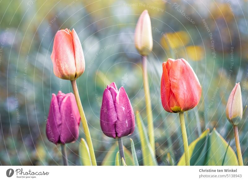 Bald blühen wieder die Tulpen im Garten Tulpenblüte Blume Frühlingsblume Zwiebelblume Pflanze Natur Frühlingsgefühle Frühlingsfarbe bunt wie gemalt