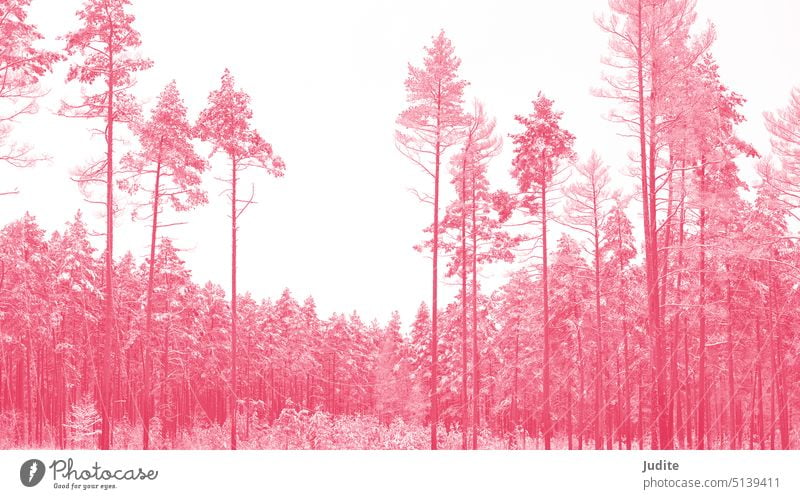 Kiefernwald mit isolierten Bäumen in viva magenta Farbton Abenteuer Hintergrund schön Ast Weihnachten Klima kalt Farbe Dezember Umwelt Tanne Wald Frost frostig