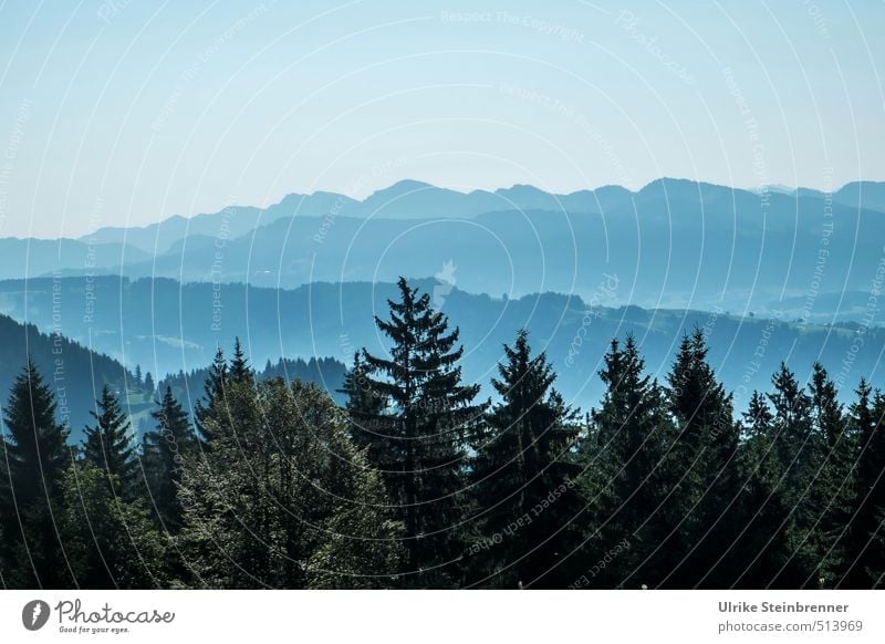 Bregenzer Spitzen Sommer Sommerurlaub Berge u. Gebirge wandern Umwelt Natur Landschaft Pflanze Luft Himmel Wolkenloser Himmel Schönes Wetter Baum Wald Alpen