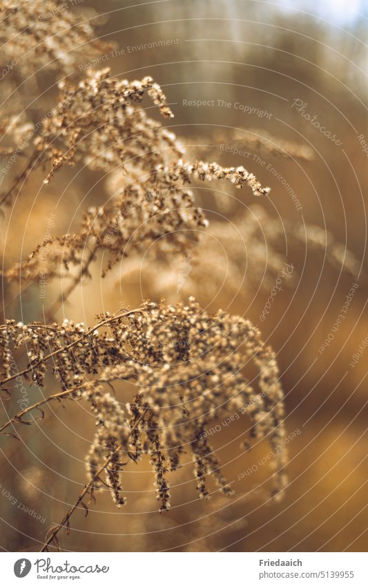 Trockene Ziergräser im Sonnenlicht Ziergras Detailaufnahme Nahaufnahme Natur Pflanze Gras Außenaufnahme Schwache Tiefenschärfe Licht Unschärfe natürlich