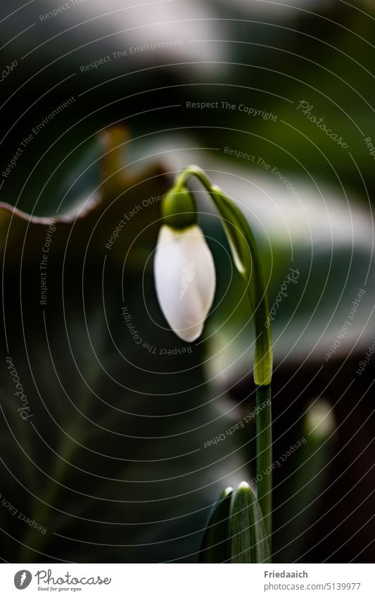 Schneeglöckchen halb aufgeblüht mit unscharfem Hintergrund Frühling Blüte weiß Natur Makroaufnahme Blume Pflanze grün Nahaufnahme Garten Schwache Tiefenschärfe