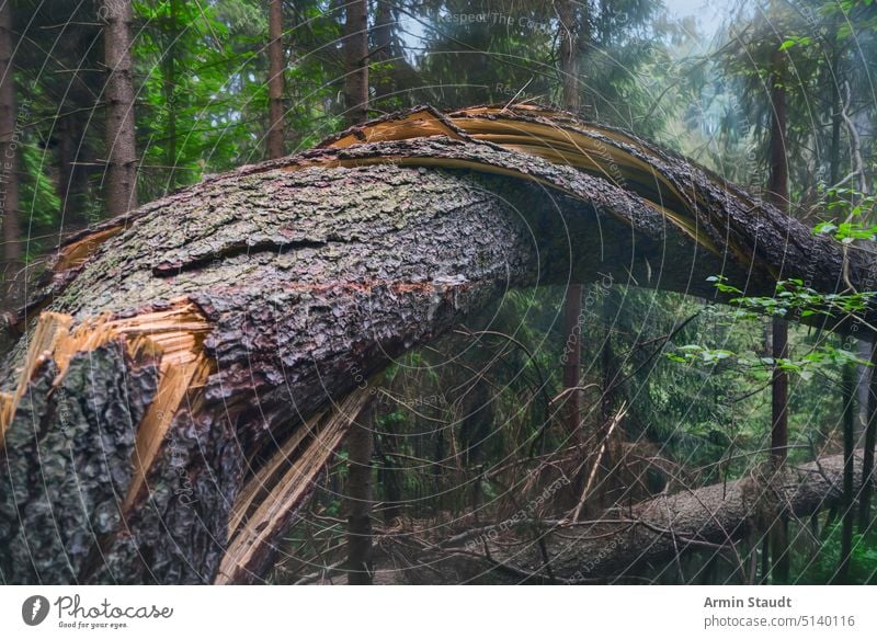 vom Sturm verdrehter und gefällter Baum Holz Natur Unwetter Wind verdrillt gebrochen Fiel Wetter Kofferraum Zerstörung Desaster Umwelt Schaden Klimawandel