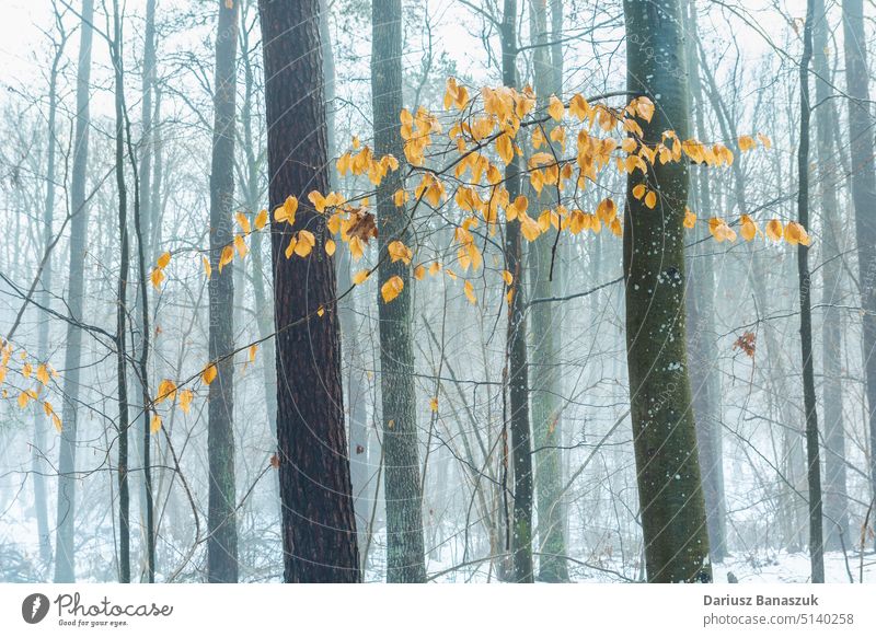 Orangefarbene Blätter an einem Zweig in einem nebligen Winterwald Baum Holz Saison Nebel Wald Landschaft Natur weiß Schnee schön Ast im Freien Wetter Szene