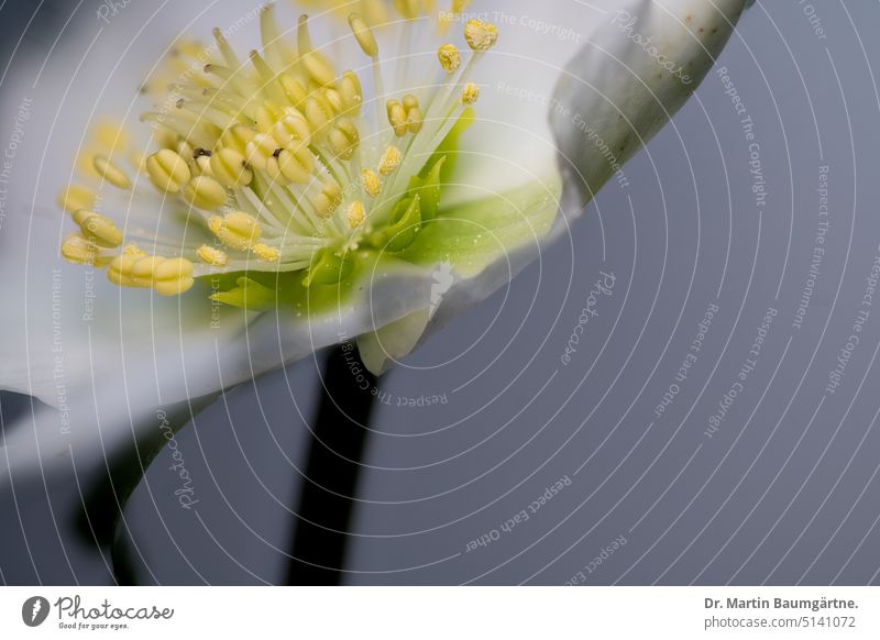 Helleborus niger, Christrose oder Lenzrose Blüte blühen Winterblüher giftig Staude ausdauernd Hahnenfußgewächse Ranunculaceae Blume Pflanze Nahaufnahme krautig