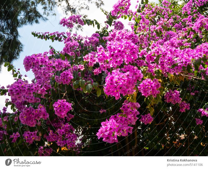 Nyctaginaceae. Bougainvillea glabra lila Blüten auf dem schönen großen Baum im botanischen Garten geblümt Blume rosa Frühling Hintergrund Schönheit