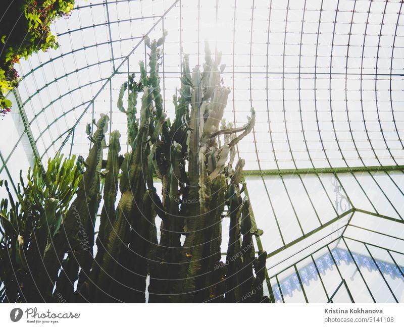 Hochstachelige Kaktus-Sukkulenten in einem botanischen Garten. Gewächshaus mit Glasdach Hintergrund Botanik grün Natur Pflanze wüst natürlich stechend Kakteen