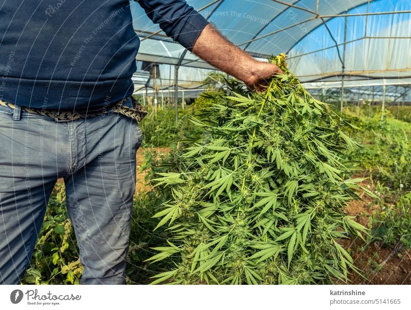 Landarbeiter mit abgeschnittenen Marihuana-Pflanzen in der Hand. Bio Cannabis Sativa Arbeiter Landwirt Ernte grün Blätter cbd medizinisch Schonung abschließen