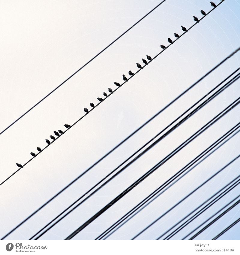 schräge Vögel Kabel Energiewirtschaft Energiekrise Industrie Wolkenloser Himmel Vogel Schwarm blau Fernweh Star Elektrizität Hochspannungsleitung Sammelstelle