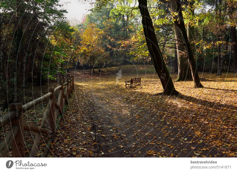 Leere Holzbänke in einem Park mit heruntergefallenen Blättern an den Bäumen im Herbst im Garten der Villa Belgiojoso Bonaparte in Mailand, Italien.