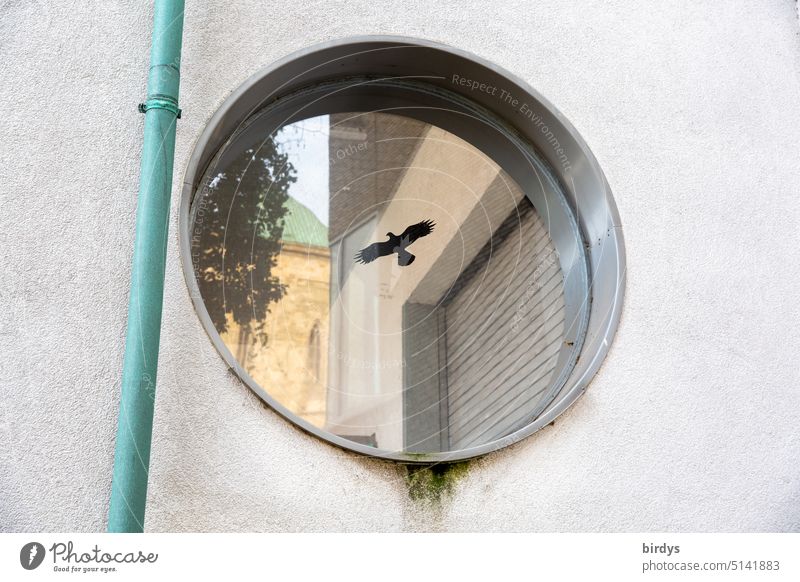 Spiegelung in einem runden Fenster mit einem aufgeklebten Greifvogel Vogel Vogelschutz Hauswand Reflexion & Spiegelung Glas Architektur fliegen Aufkleber