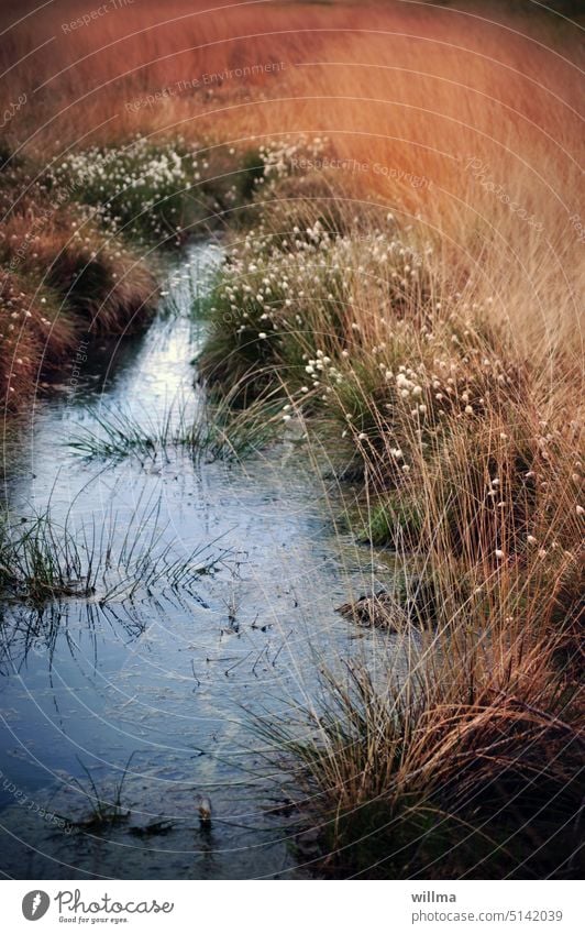 Moorlandschaft | naturverbunden Moorgras Wollgras Wasser Sumpf Hochmoor Sauergrasgewächs Wollgrasblüte Feuchtgebiet Tümpel Naturschutzgebiet