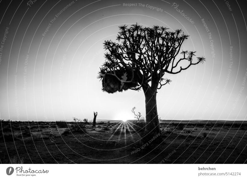 licht und schatten Köcherbaum Baum außergewöhnlich Namib Sonnenaufgang träumen Hoffnung dunkel Dämmerung stille wunderschön Sonnenlicht Namibia Afrika Wüste