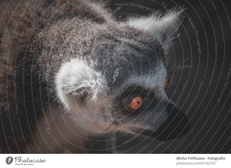 Katta Porträt Lemur catta Affen Halbaffen Tiergesicht Auge Nase Ohr Fell Wildtier Blick nah exotisch niedlich Detailaufnahme Makroaufnahme Nahaufnahme
