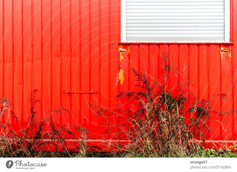 Roter Baucontainer mit Vorgarten rot Baustelle Fenster Rollladen geschlossener Rollladen Wildpflanzen Unkraut Außenaufnahme Menschenleer Farbfoto Detailaufnahme