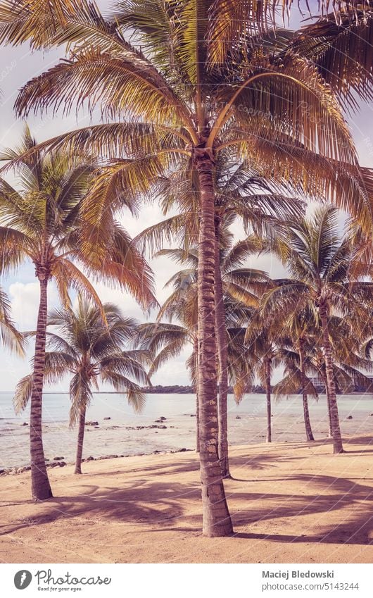 Retro getöntes Foto eines tropischen Strandes, Sommerurlaub Konzept. Karibik Handfläche retro Natur Insel reisen Kokosnuss Urlaub Paradies MEER altehrwürdig