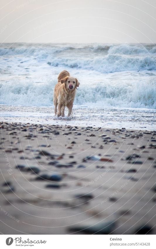 Hund am Strand Wasser Meer See Sand Wellen Wind Schaum Vierbeiner Golden Retriever Fellnase nass schauen Zunge lecken süß niedlich Pfoten frech Steine Säugetier