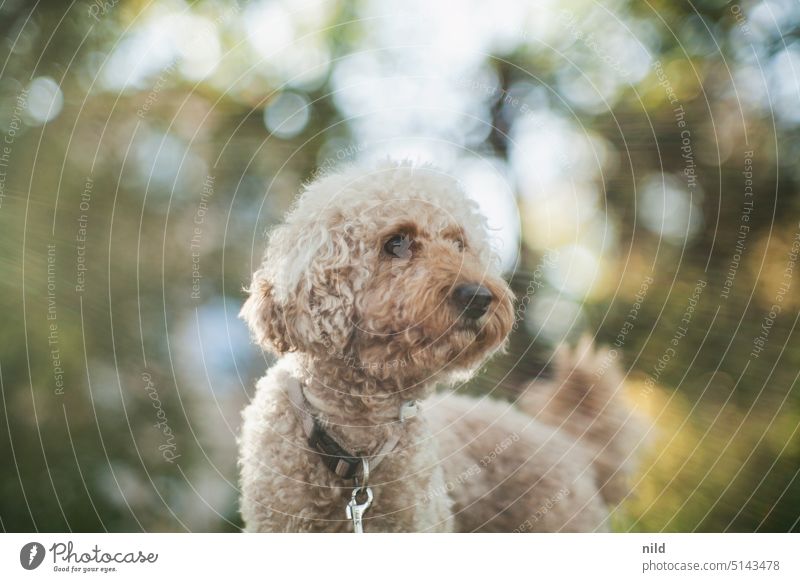 Beige-brauner Pudel, Portrait im Herbstlicht mit traumhaftem Bokeh Hund Kleinpudel locken Tierportrait Farbfoto Außenaufnahme niedlich Haustier