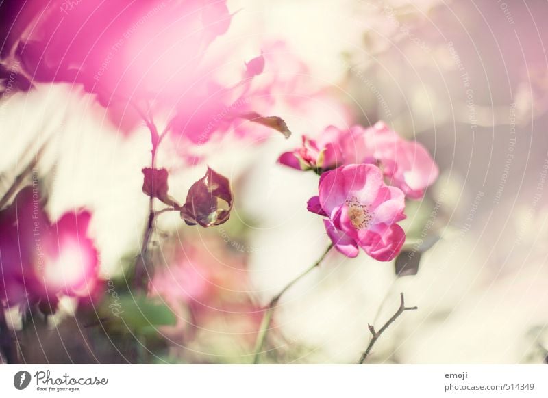 Frühling im Herbst Umwelt Natur Pflanze Blume Rose Blüte Duft natürlich rosa Farbfoto Außenaufnahme Nahaufnahme Menschenleer Tag Schwache Tiefenschärfe