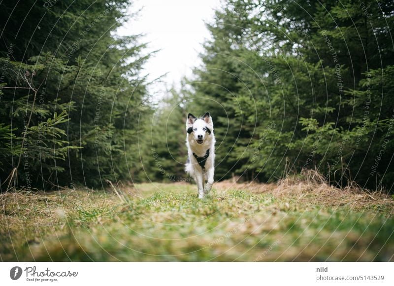 Glücklicher Hund im Wald läuft auf die Kamera zu Haustier Tier Außenaufnahme mit dem Hund rausgehen Freiheit laufen Bewegung Hundeauslauf Gassi gehen Natur