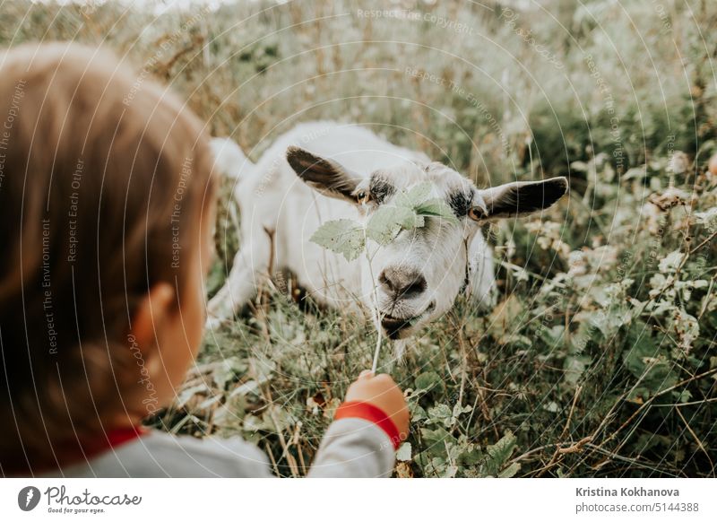 Erstes Treffen von Kleinkind-Baby-Junge und weiße Ziege in der Natur. Kind füttert Kindermädchen mit Gras. Sommer Feld Landschaft mit Bauernhof Haustier. Natur und Kinder