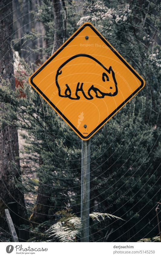 Vorsicht  Autofahrer ! Ein Straßen Schild mit einem  Piktogramm von Wombarts in Gelb. Verkehrswege Schilder & Markierungen Zeichen Farbfoto Außenaufnahme