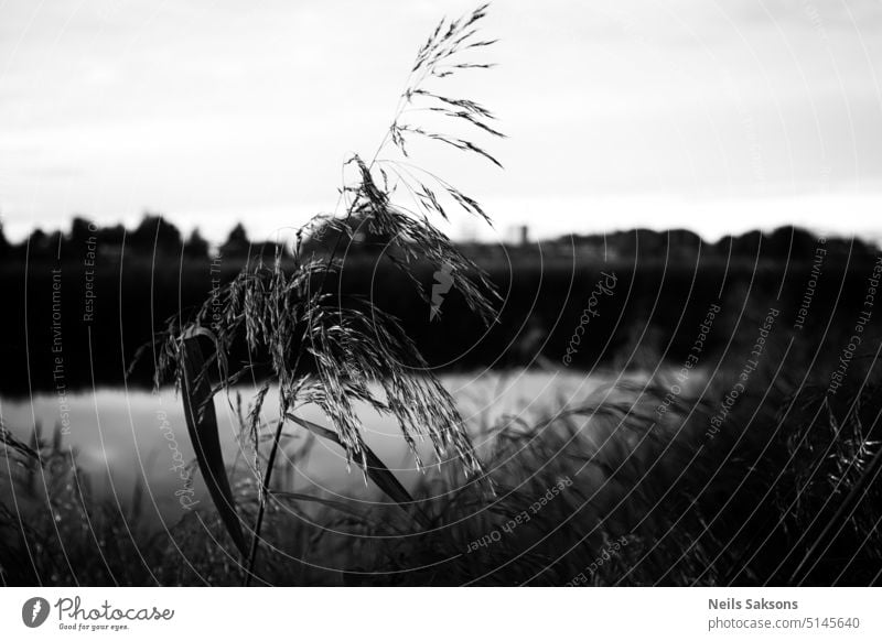 Gras, das die Sicht versperrt Schilfrohr Fluss Landschaft schwarz auf weiß Natur Pflanze Schilfgras Himmel Halm Wasser See abstrakt Seeufer Röhricht