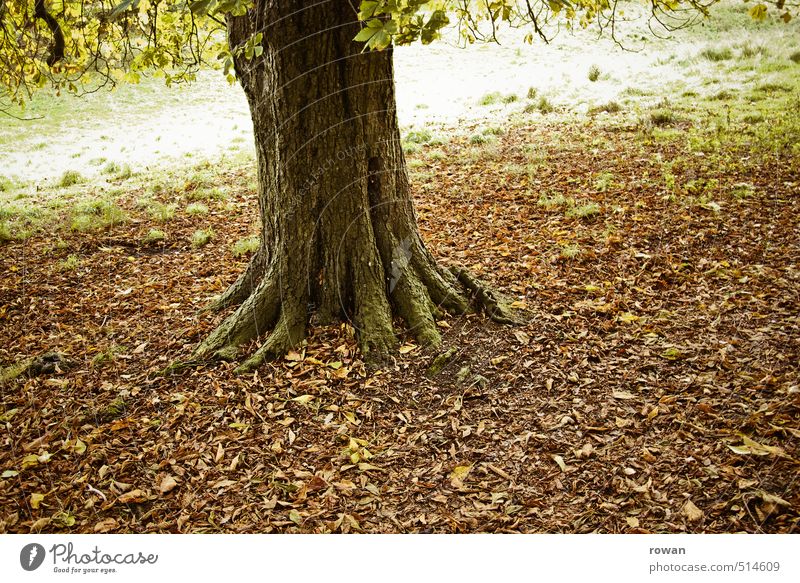 herbstbaum Umwelt Natur Landschaft Baum Blatt Garten Park Wiese trist Herbst herbstlich Herbstlaub fallen Jahreszeiten Baumstamm Traurigkeit Farbfoto