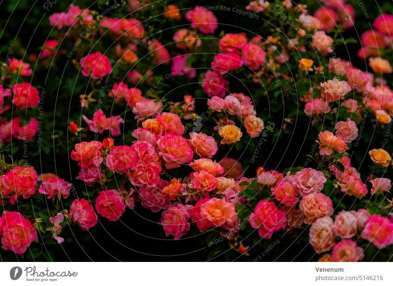 Viele schöne rosa blühende Rosen, kräftige Farben Blume Blumen Pflanze Pflanzen Blüte blüht Stengel Blatt Blätter Blumentasse schwarz auf weiß Eurosiden I