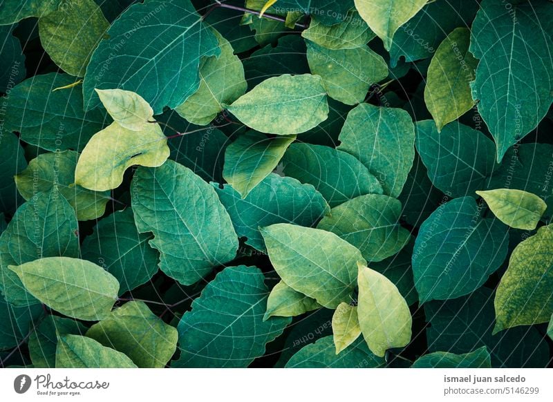 grüne Pflanzenblätter im Frühling, grüner Hintergrund Blätter Blatt grüne Blätter Japanischer Staudenknöterich Japanischer Springkrautbaum grüne Farbe Garten