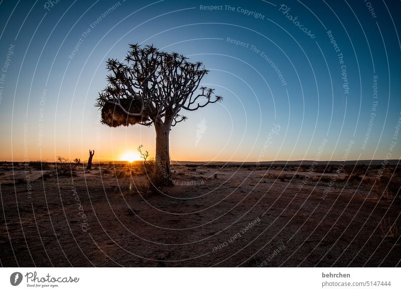 sonnengeschichten fantastisch Namib Sonnenaufgang romantisch Idylle Fernweh Sonnenlicht Namibia reisen Sehnsucht Natur Freiheit besonders traumhaft Himmel