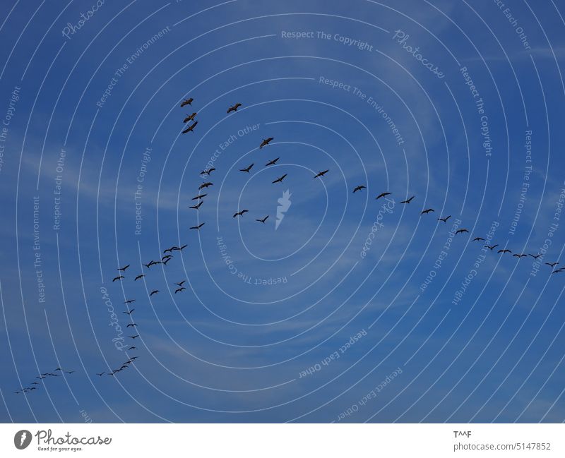 Überflieger - Flug der Kraniche am Abend zu den Futterplätzen vor tiefblauem Himmel mit Wolkenschleiern Kraniche ziehen Vogel Vögel Zugvogel Vogelzug