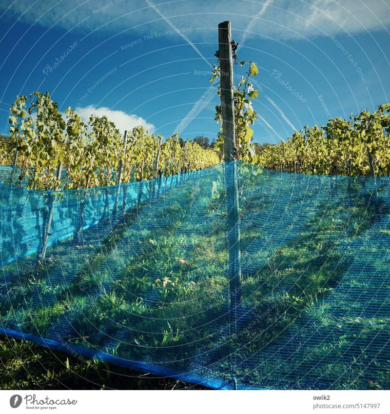 Blaugrüne Landschaft Weinbau Weinranken Weinanbau Blätter Nutzpflanze Weingut Pflanze Plane Barriere Schutz aufgespannt Weinrebe Mosel Rheinland-Pfalz Idylle