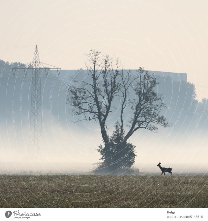 Rehlein unterwegs im Morgennebel mit außergewöhnlich gewachsenem Baum Nebel Frühnebel Silhouette nebelig morgens Landschaft Natur Tier Wiese Strommast