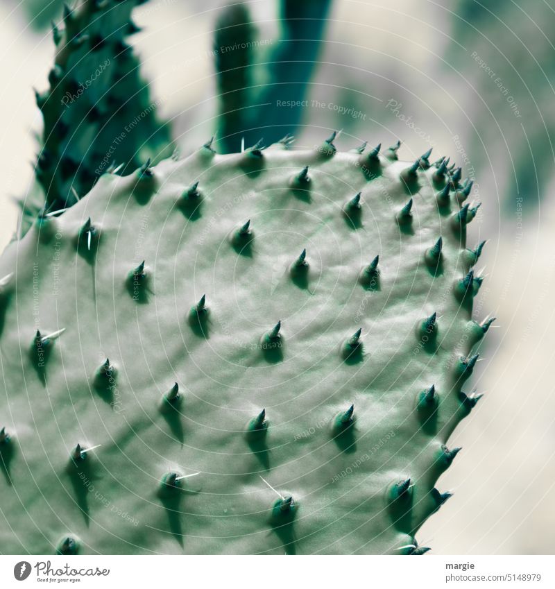 Exotische Kakteen Kaktus Natur botanisch Stachel Pflanze Nahaufnahme grün Botanik tropisch stachelig Detailaufnahme exotisch Israel Umwelt Unschärfe Wachstum