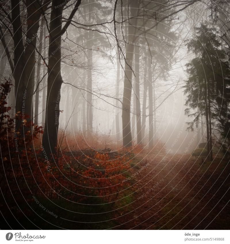 Nebel 2 Wald Außenaufnahme Natur Baum