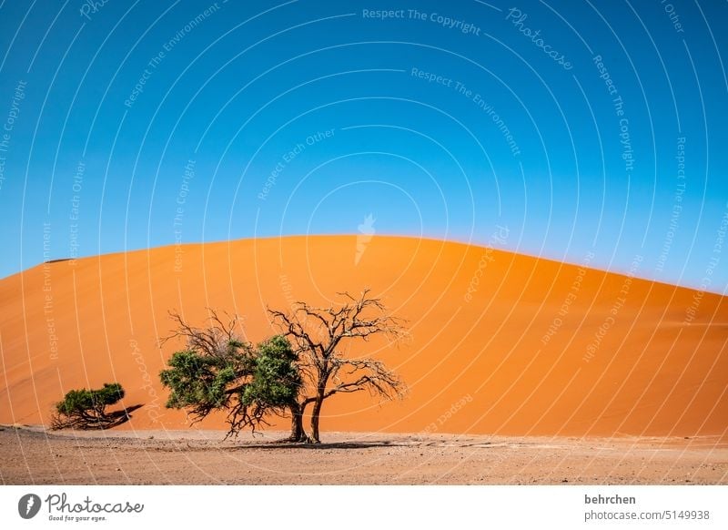 baumgeschichten Himmel Sossusvlei Sesriem dune 45 Sand Wüste Afrika Namibia Ferne Fernweh Landschaft Einsamkeit Dünen beeindruckend sanddüne magisch Akazie Baum