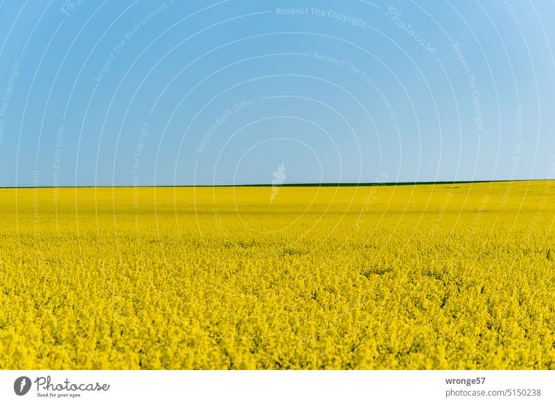 Blühender Raps auf einem Feld in Sachsen-Anhalt Rapsfeld Blüte gelb Himmel Wolkenloser Himmel Blauer Himmel Horizont Landwirtschaft Landschaft Nutzpflanze