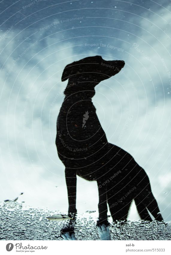 aerodynamisch Natur Luft Wasser Himmel Wolken Herbst schlechtes Wetter Regen Wege & Pfade Tier Haustier Hund Windhund 1 beobachten Denken Jagd stehen warten