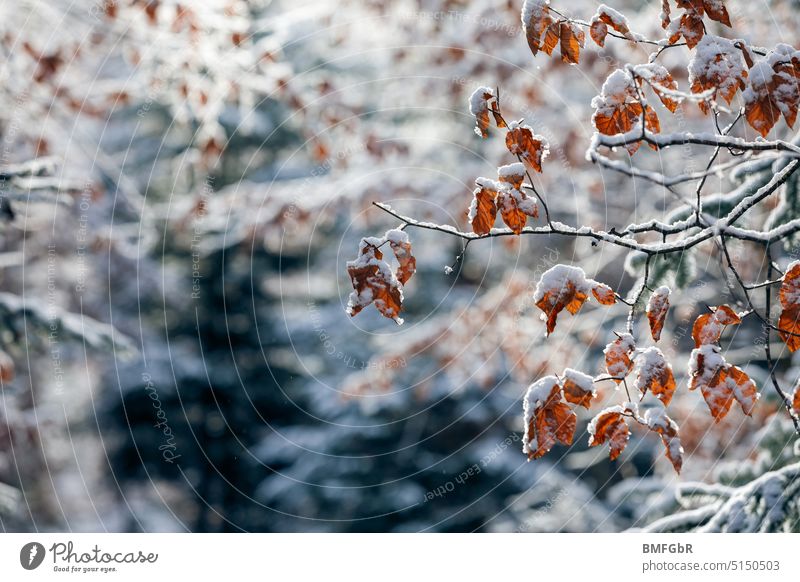 Braunes Herbstlaub im Winter schneebedeckt an einem Ast im Wald Schnee Laub braun Zweig Baum Laubbaum Natur Umwelt Menschenleer Pflanze Außenaufnahme Farbfoto