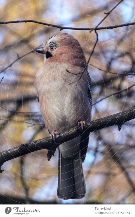 Eichelhäher auf einem Ast Garrulus glandarius Vogel Ornithologie Natur Schnabel Farbfoto Feder Außenaufnahme Tierporträt Wildtier Auge gefiedert Flügel