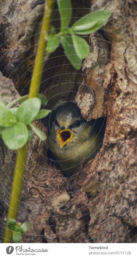 Junge Blaumeise im Nest kurz vor dem Ausflug Meisen Natur Vogel Außenaufnahme Garten Tierporträt Farbfoto Wildtier niedlich klein blau gelb Feder Schnabel weiß