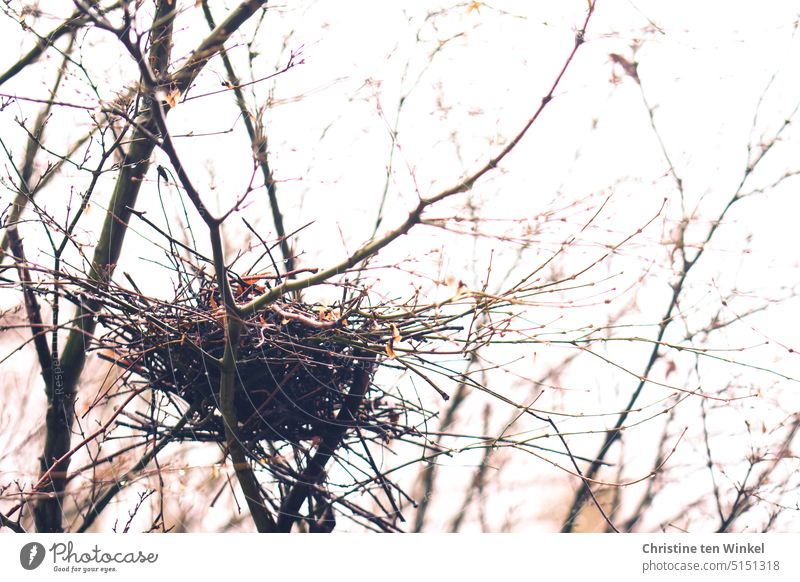 Das leere Nest einer Ringeltaube im Baum vor unserem Fenster Vogelnest Taubennest Vogelnest im Winter kahle Äste und Zweige Zweige u. Äste Natur Außenaufnahme